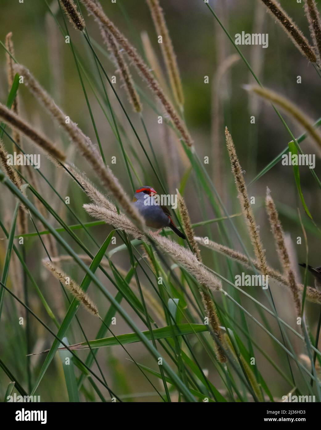 A vertical close-up shot of a red-browed Astrild sitting on a sedge stalk. Stock Photo