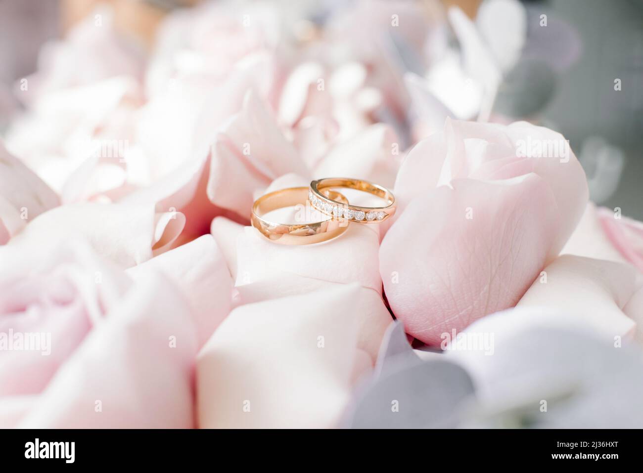 Gold wedding rings lie on delicate pink roses close-up Stock Photo