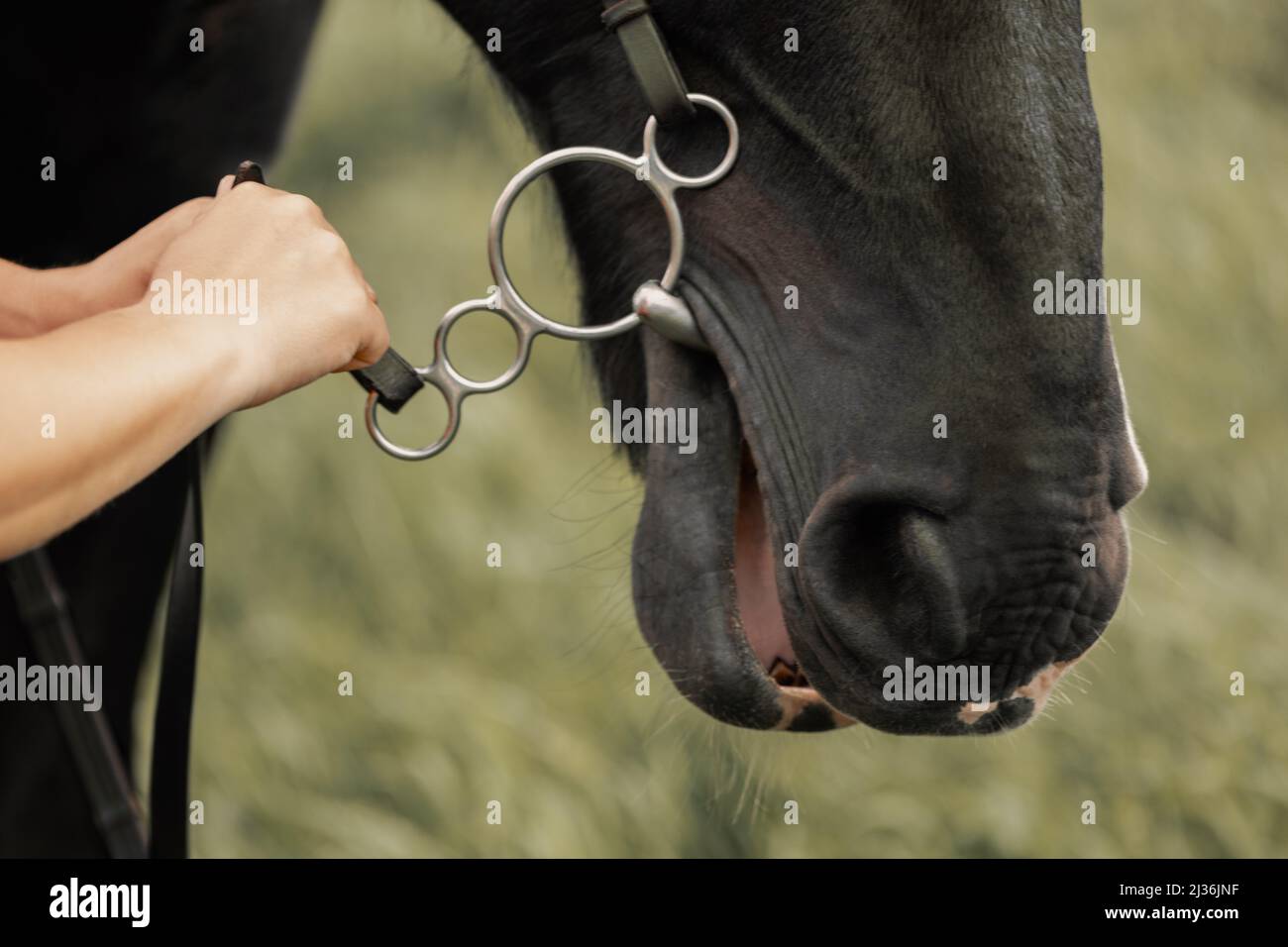Reins of horse bridle in human hands in outdoors, closeup Stock Photo Alamy