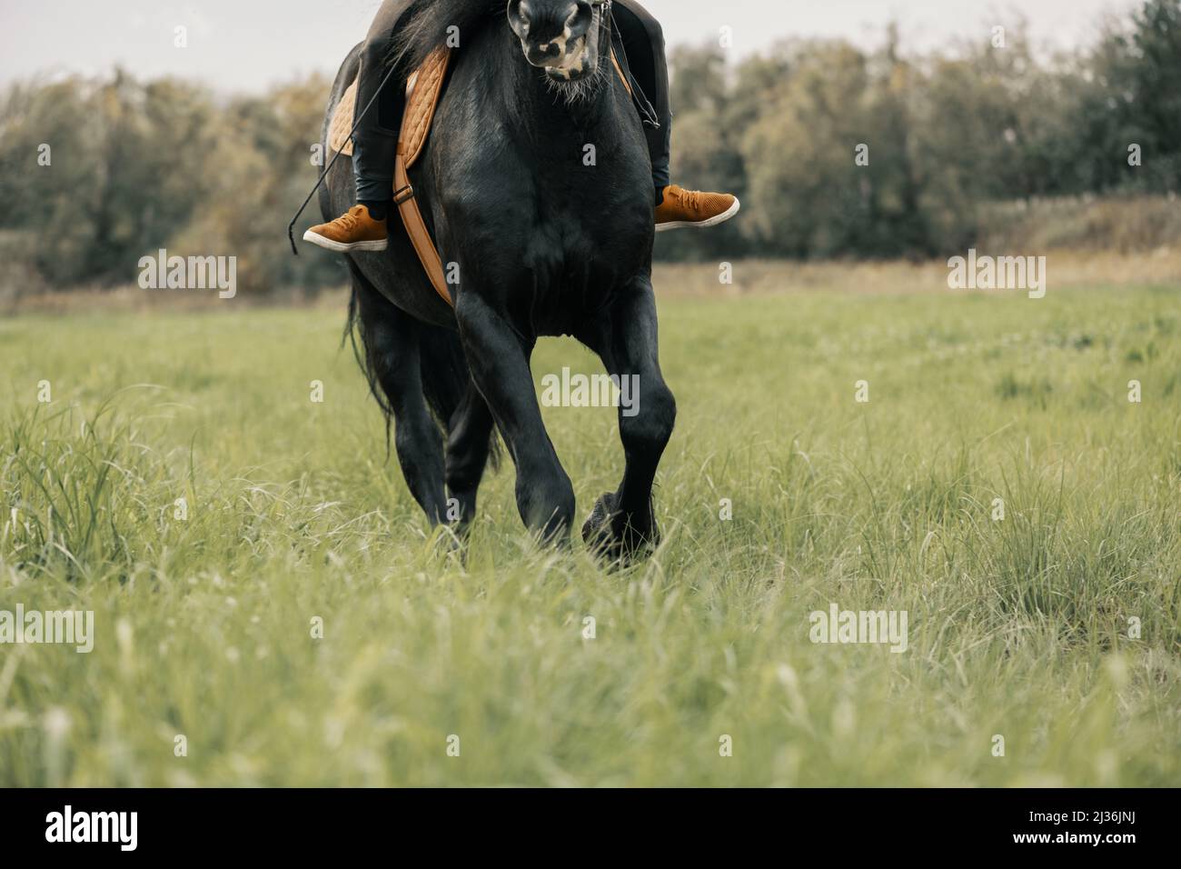 Rider galloping a black horse in field. Stock Photo