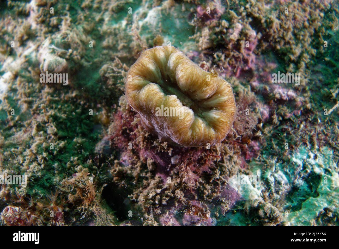 Scarlet coral or Pig-tooth coral (Balanophyllia europaea) in Mediterranean Sea Stock Photo