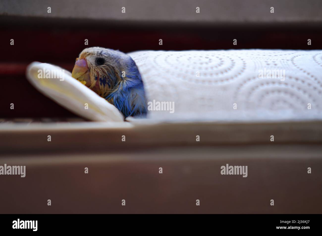 Sick little blue love bird, having fungal infection. Laying down on paper towel Stock Photo