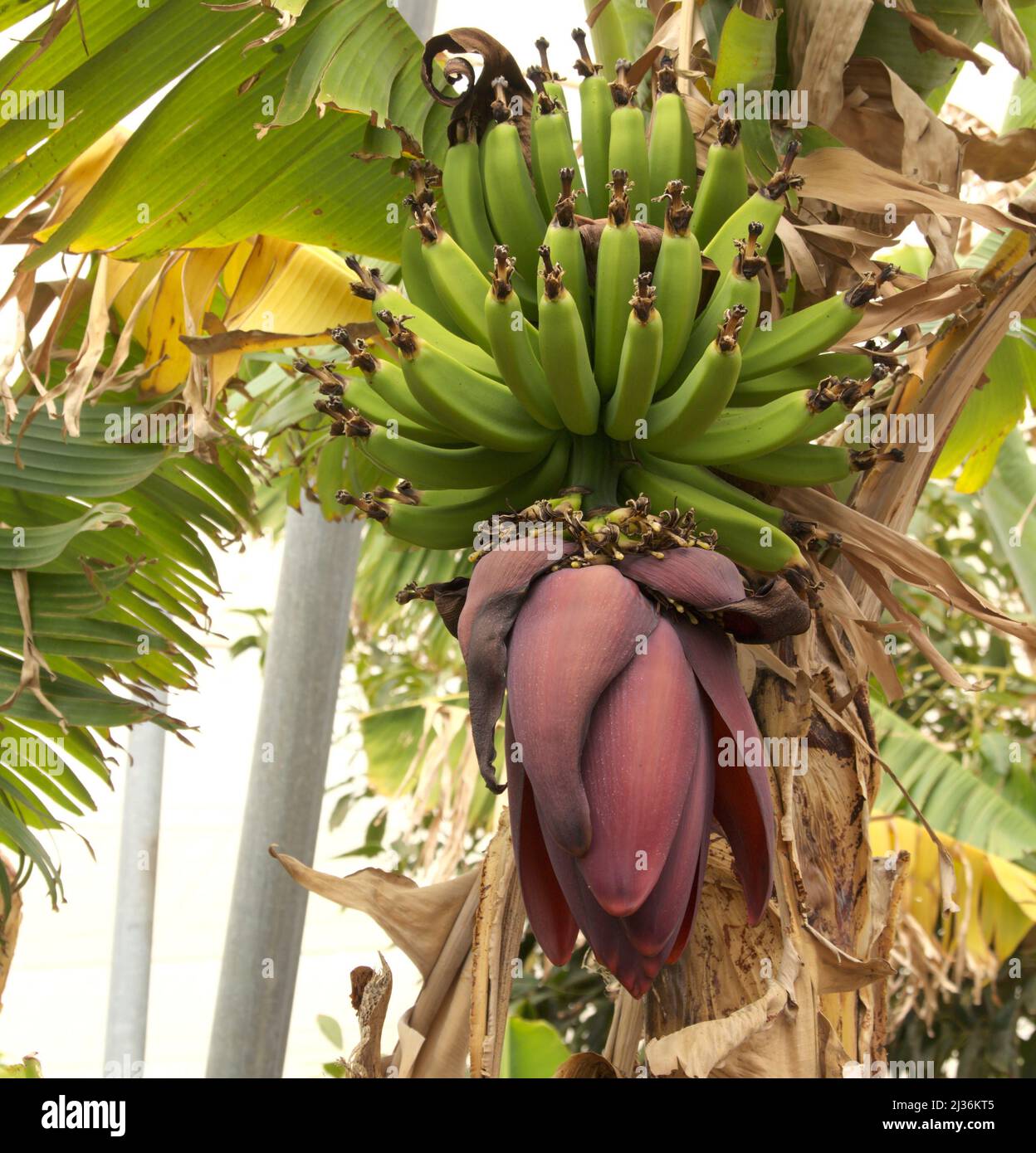 Banana flower and forming fruit, La Palma, Canary Islands, Spain Stock Photo