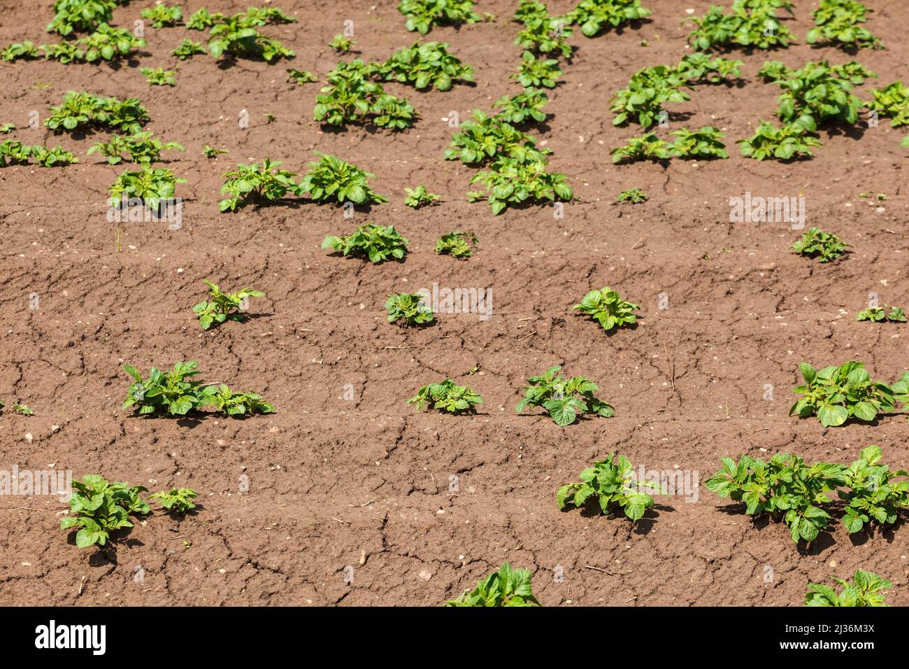 Row agricultural plants in field hi-res stock photography and images ...