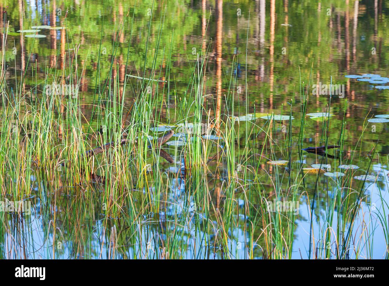 Reeds reflecting in pond hi-res stock photography and images - Alamy
