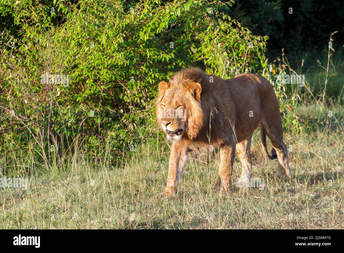 Kenya lion walking landscape hi-res stock photography and images - Alamy