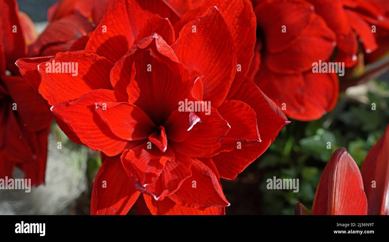 Amaryllis cultivar Double Dragon. The name amaryllis is used for cultivars of the Hippeastrum that are sold as indoor flowering bulbs Stock Photo