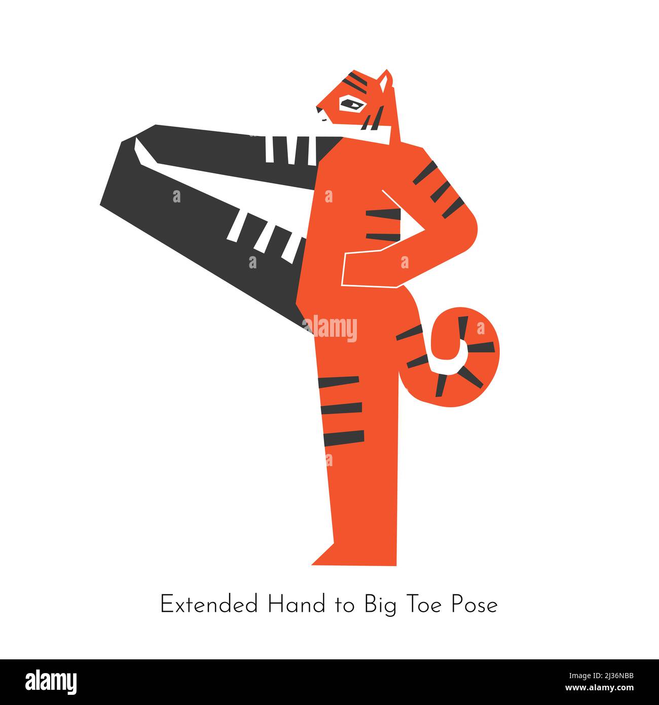 Vector isolated illustration with animal character doing yoga practice - Utthita Hasta Padangustasana. Korean tiger learns Extended Hand To Big Toe Po Stock Vector