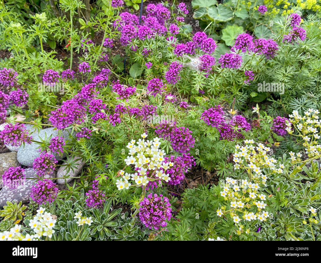Planting of flowering rose Caucasian crosswort and saxifragaceous plant Stock Photo