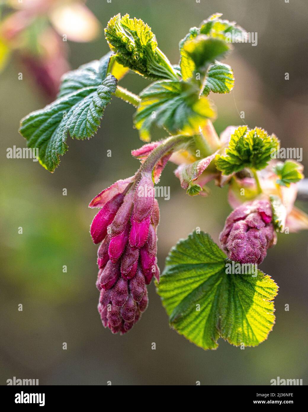 Pink flowers of the ornamental currant, Ribes sanguineum (Pursh, 1814). Belonging to the Grossulariaceae family. Denmark, Europe Stock Photo