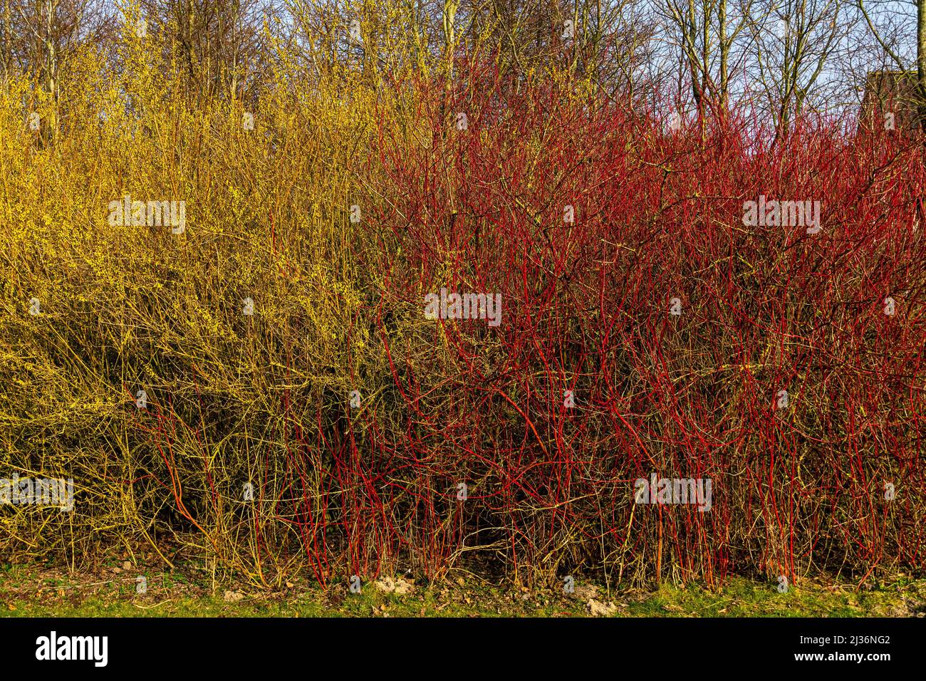 Shrubs of Yellow Forstizia, Forsythia europaea Degen & Bald, and Red-barked Dogwood, Cornus Alba. Assens, Denmark, Europe Stock Photo