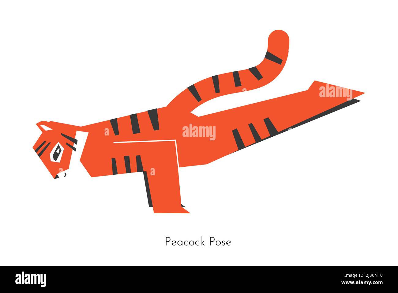 Vector isolated concept with cartoon animal character learning yoga practice - Mayurasana. Korean tiger does Peacock Pose. Simplified flat illustratio Stock Vector
