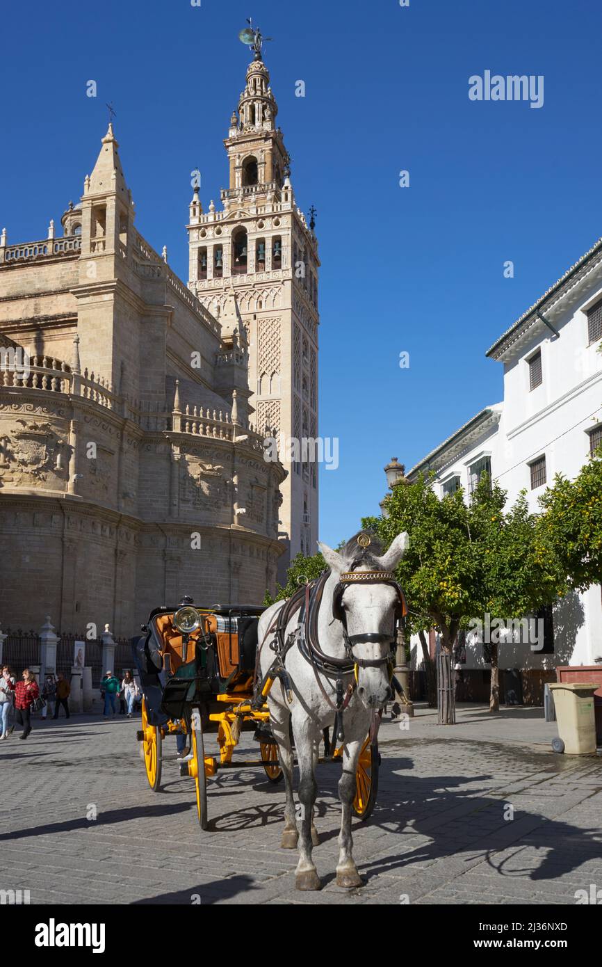 The Giralda bell tower, Cathedral, Seville, Spain with horse and carriage Stock Photo