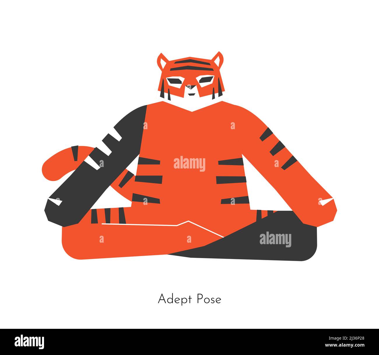 Vector isolated concept with animal cartoon character doing yoga practice - Siddhasana . Korean tiger learns Adepts Pose. Flat illustration of seated Stock Vector