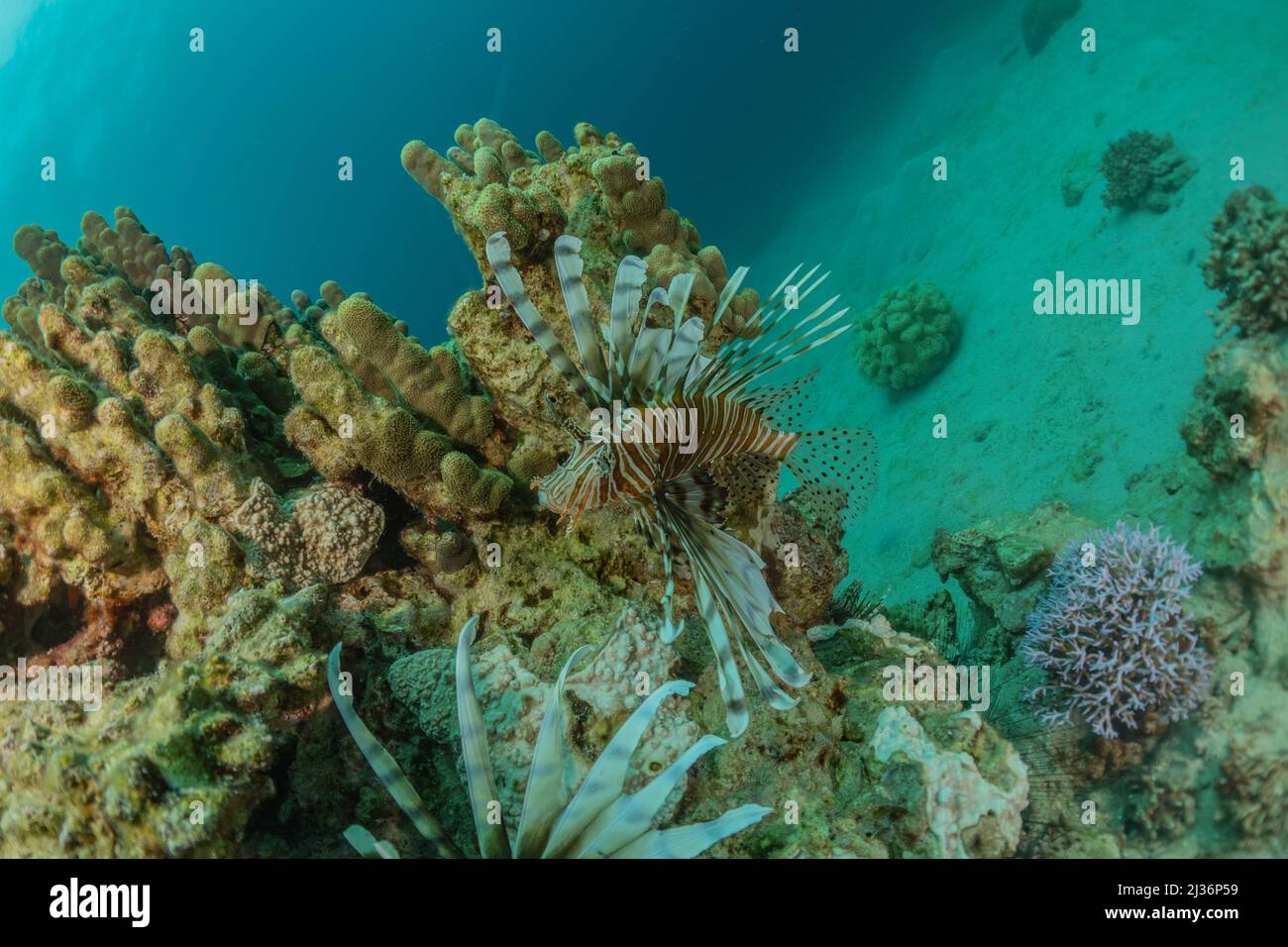 Lion fish in the Red Sea colorful fish, Eilat Israel Stock Photo - Alamy