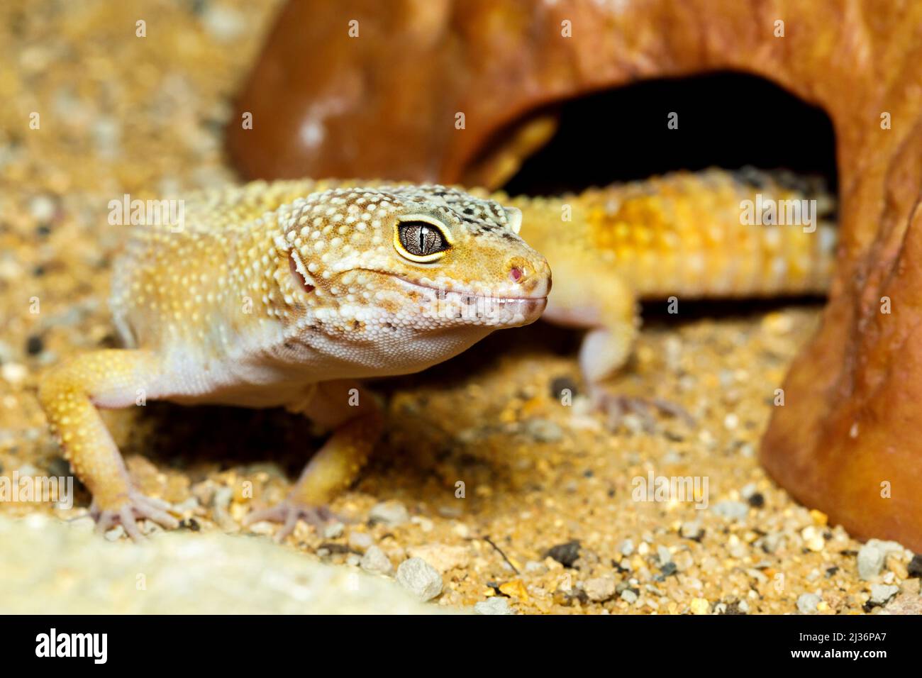 Pet Leopard gecko (Eublepharis macularius) Stock Photo