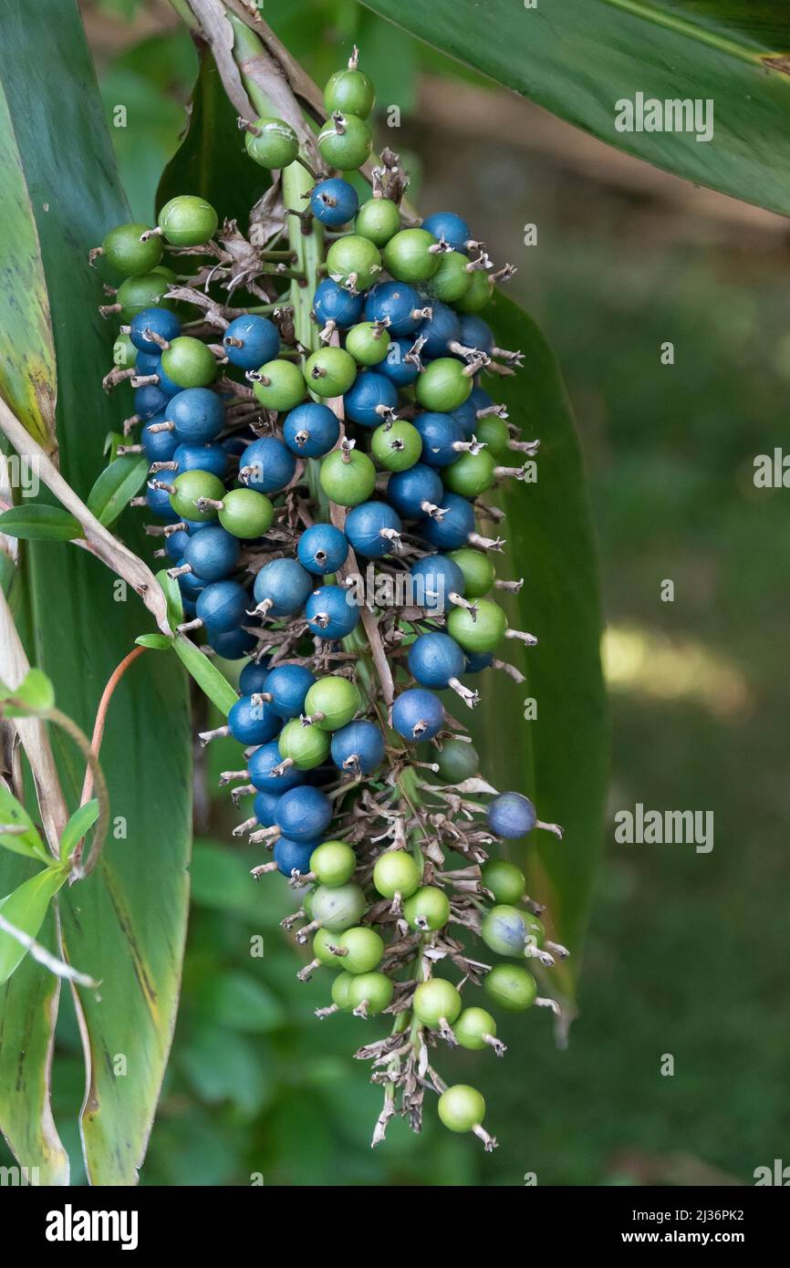 Blue and green berries on flower head of native Australian ginger (Alpinia caerulea) in subtropical rainforest in Queensland. Bush tucker. Stock Photo
