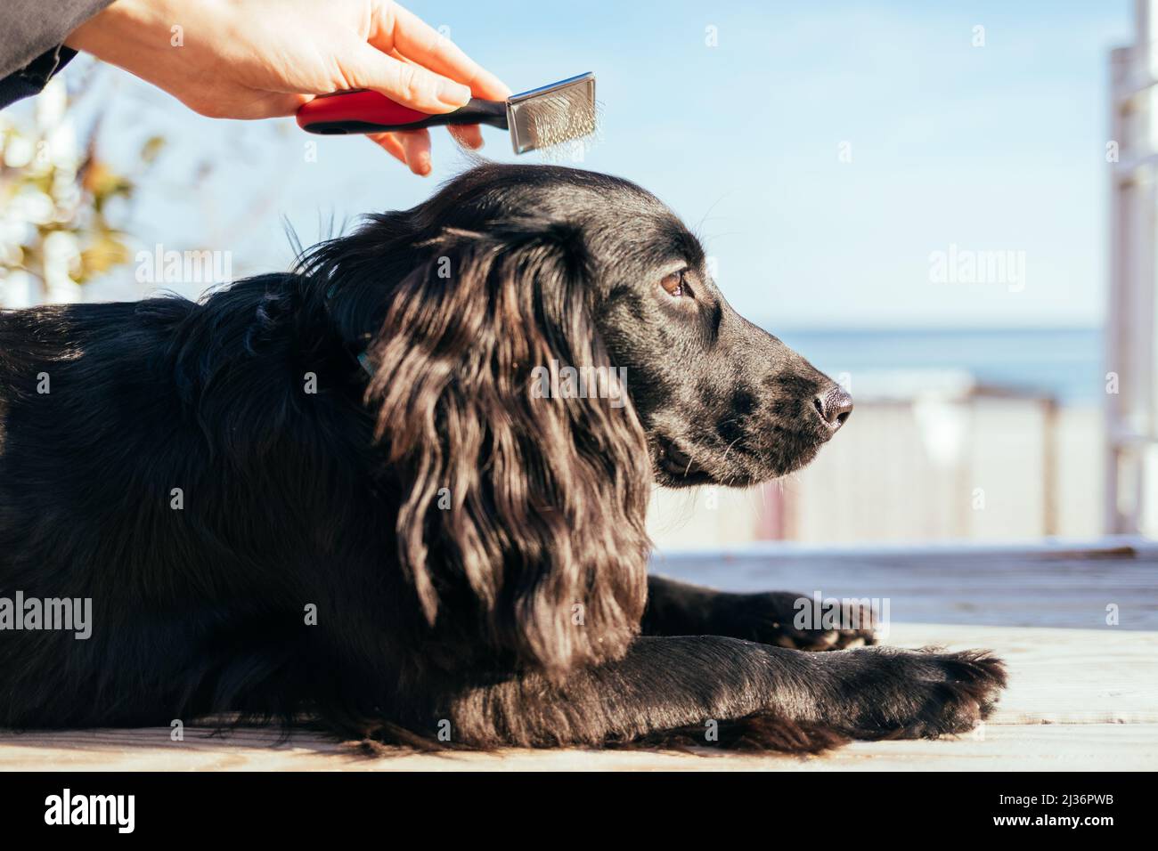 Young woman combing her dog with hairbrush outdoors, closeup Stock