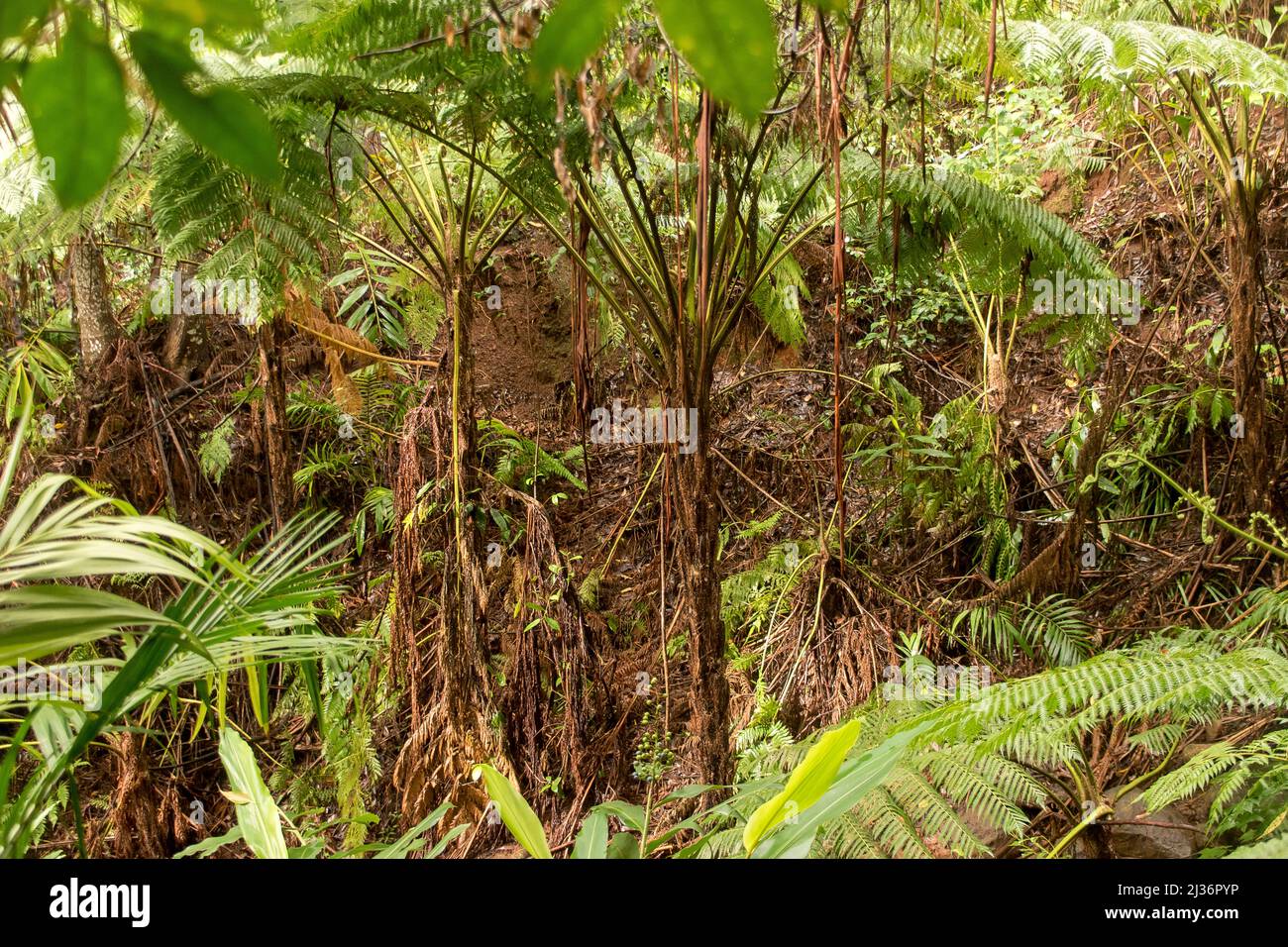 Tree ferns (Cyathea cooperi) and Bangalow palms (Archontophoenix cunninghamiana) growing from bottom of gully in subtropical rainforest, Queensland. Stock Photo