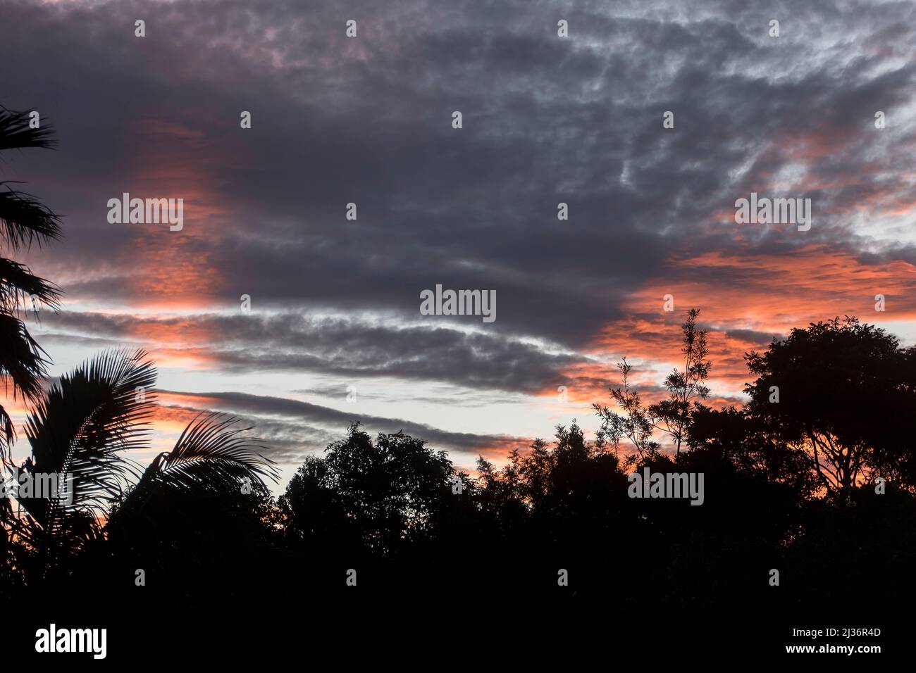 Sunset over silhouetted trees, Queensland Australia. Grey, blue sky with crepuscular shafts of orange. After effect of Tongan volcanic eruption. Stock Photo
