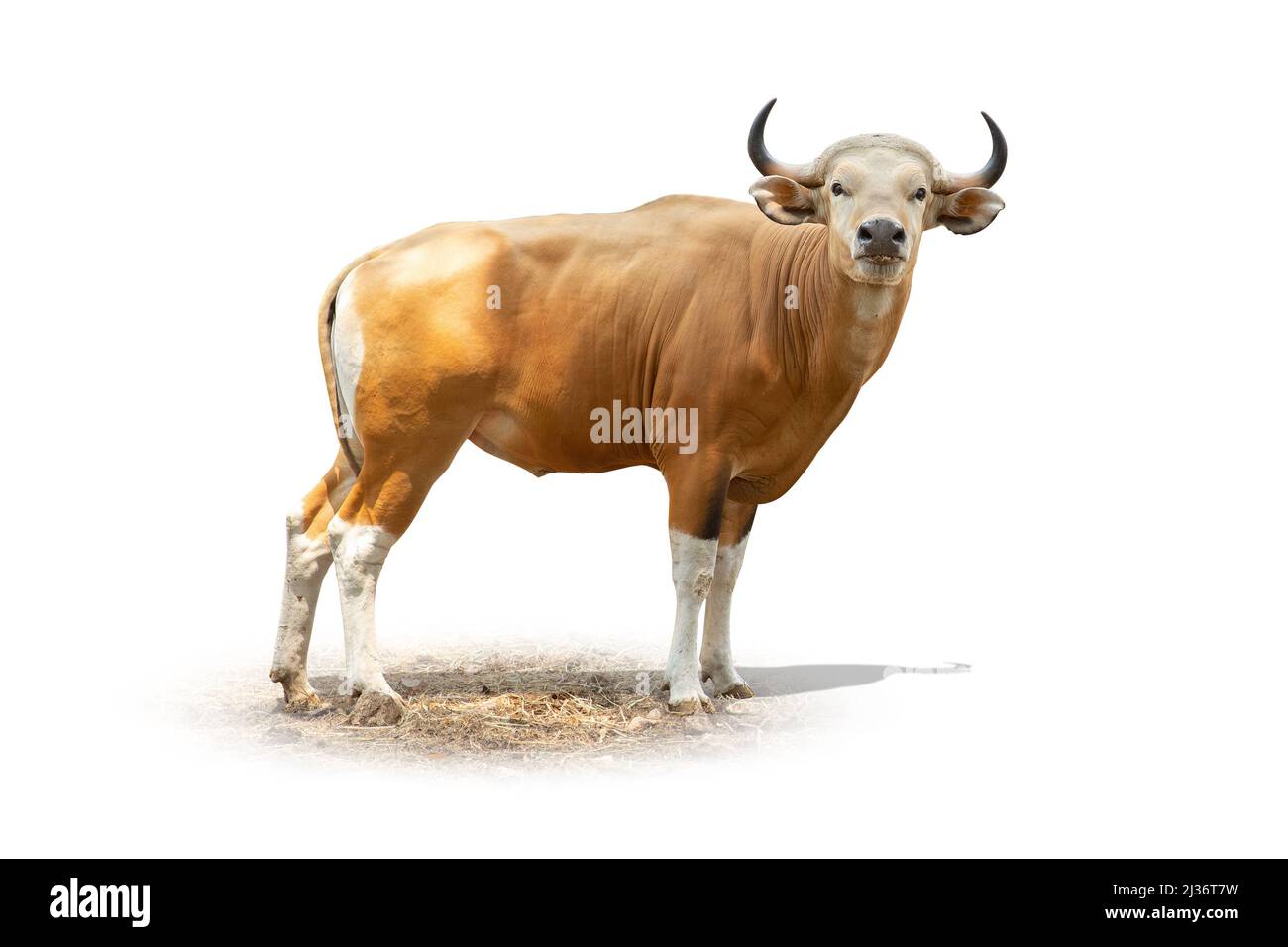 Banteng or Tembadau red cow rare specie in the zoo isolated on white background with clipping path. Stock Photo