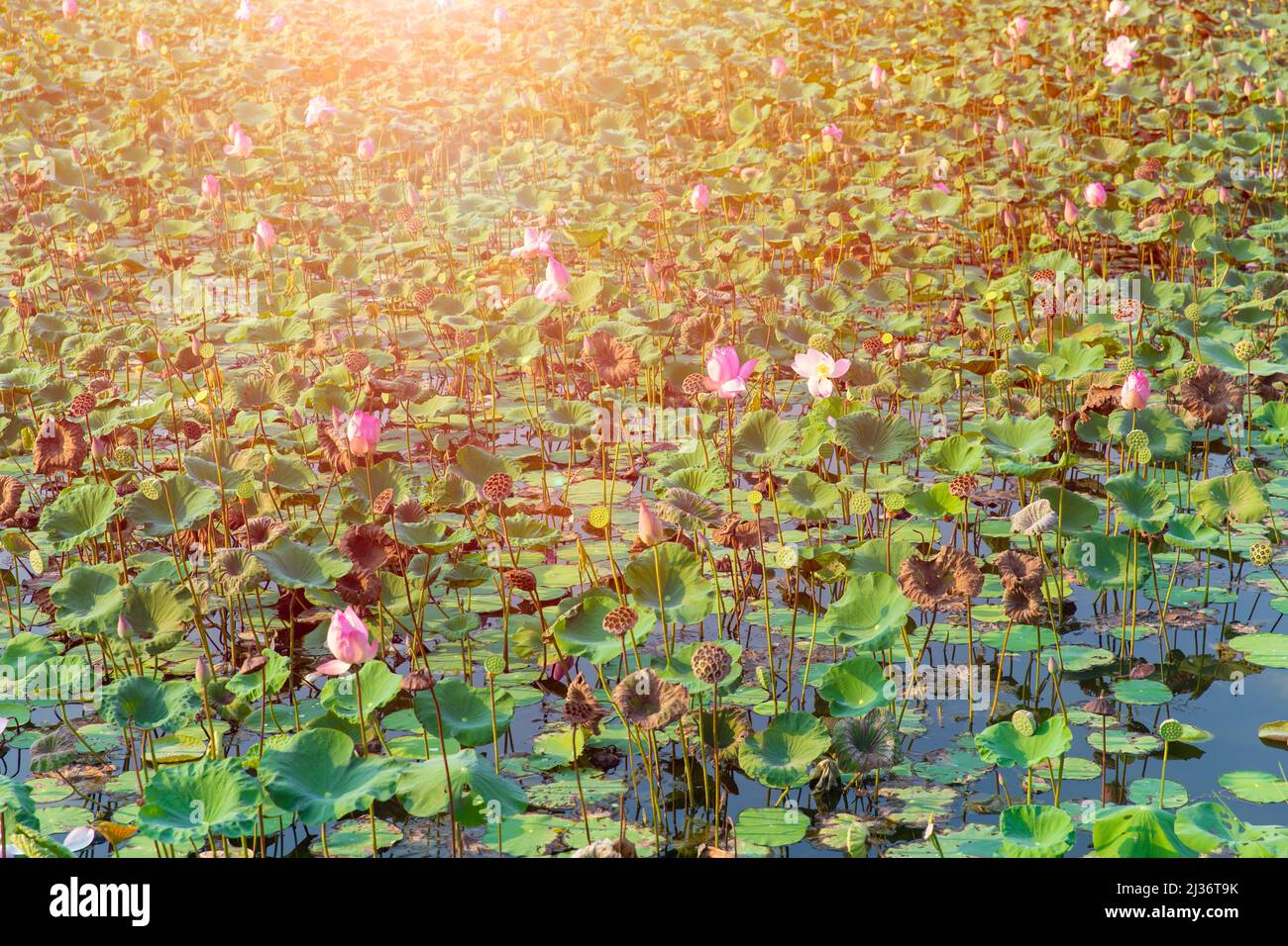 Lotus shining hi-res stock photography and images - Alamy