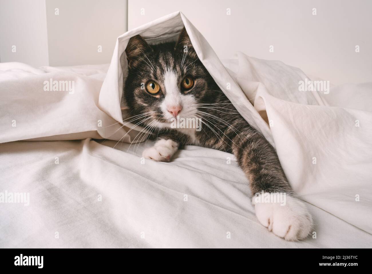 Funny playful tabby cat under white sheet in bed Stock Photo