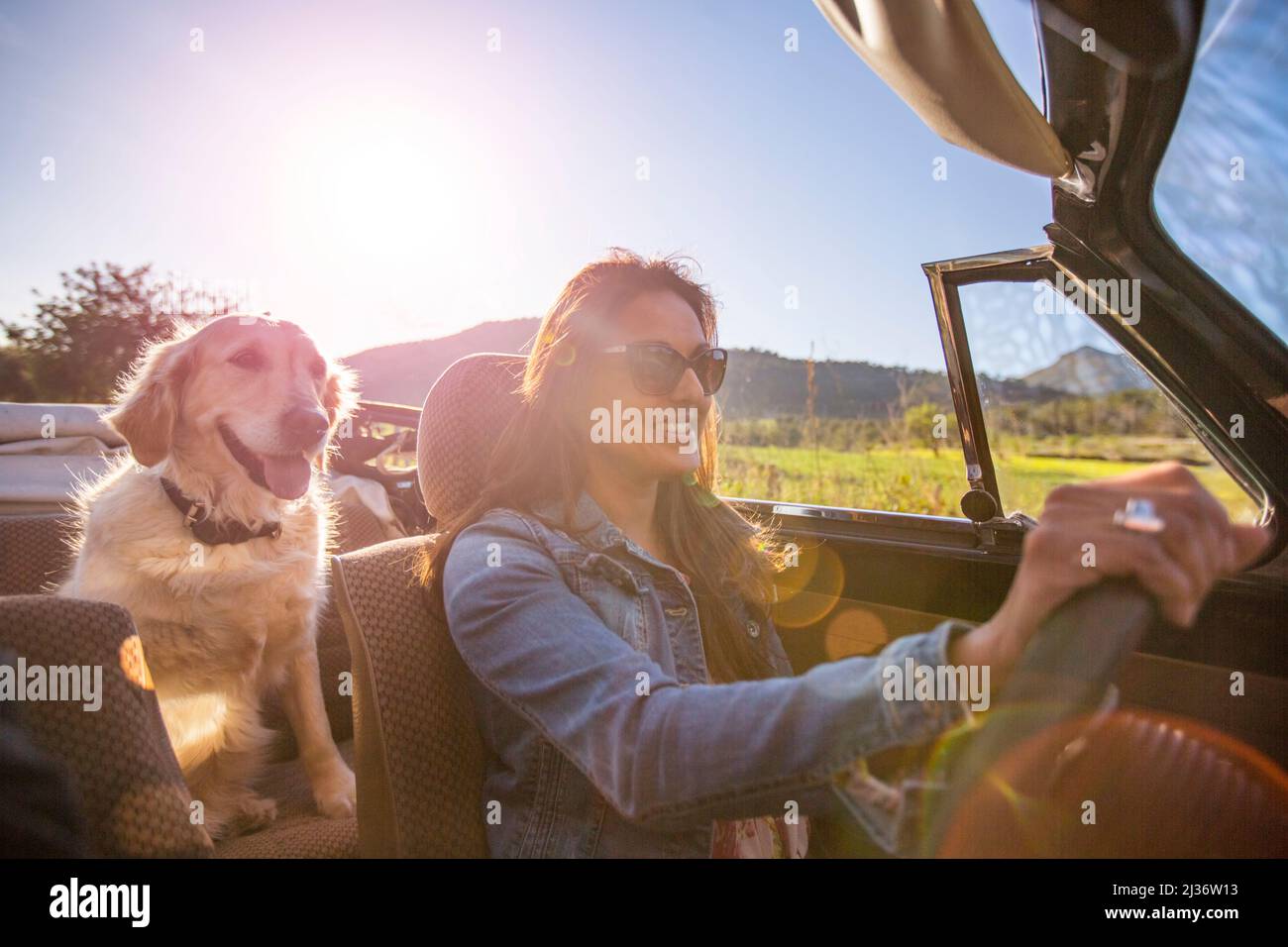 Asian woman driving her classic VW Beetle with her dog Stock Photo