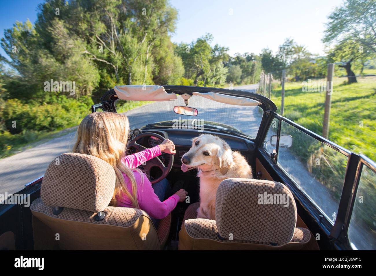 Blonde woman driving her Classic VW Beetle convertible with her dog Stock Photo