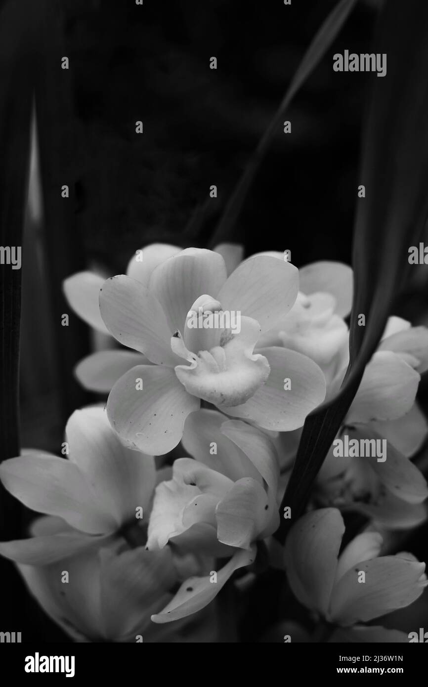 Beautiful spring flowers growing in the sunny garden in black and white ...