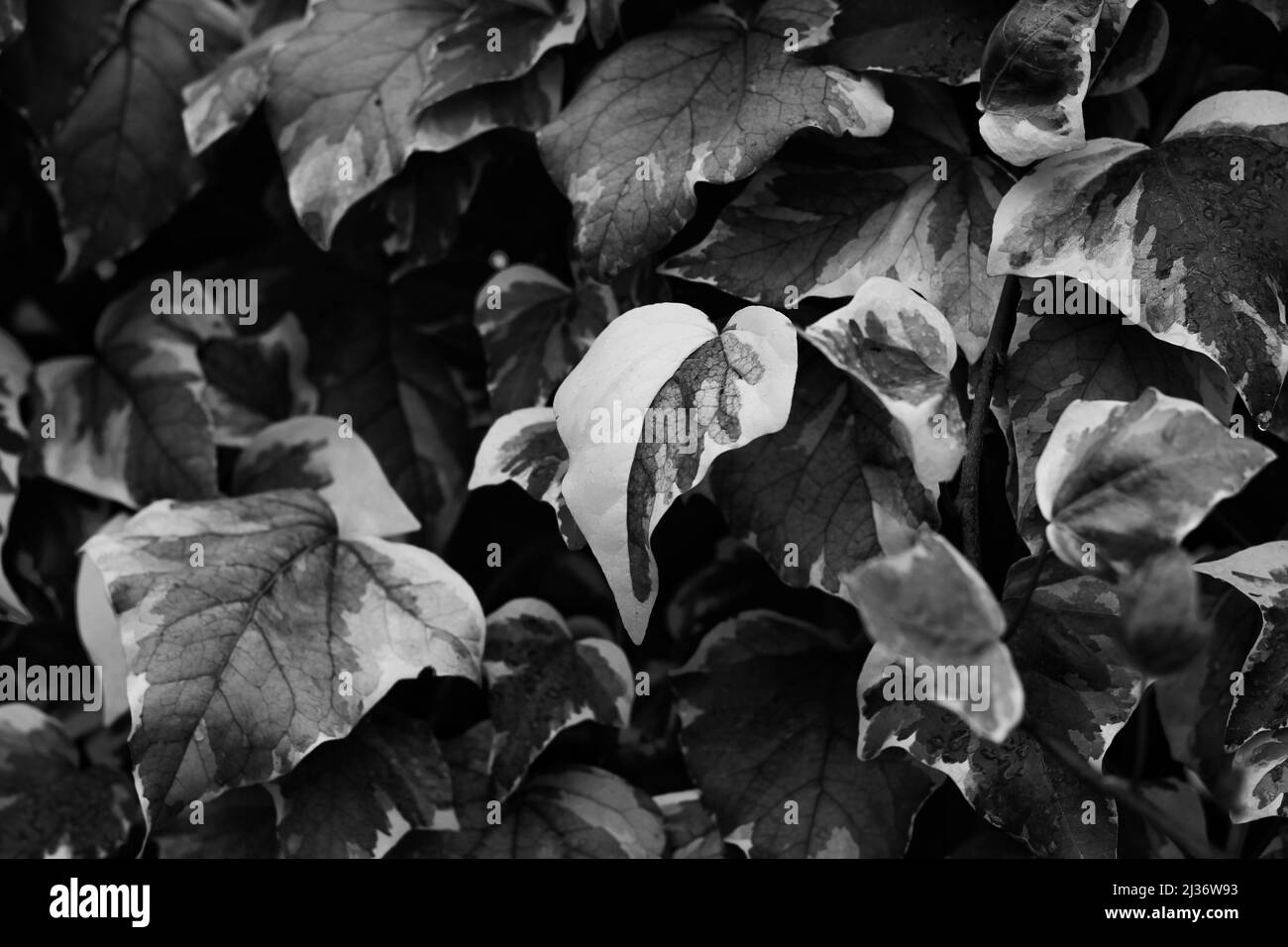 Beautiful leafy plants growing in the picturesque garden in black and white grayscale. Stock Photo