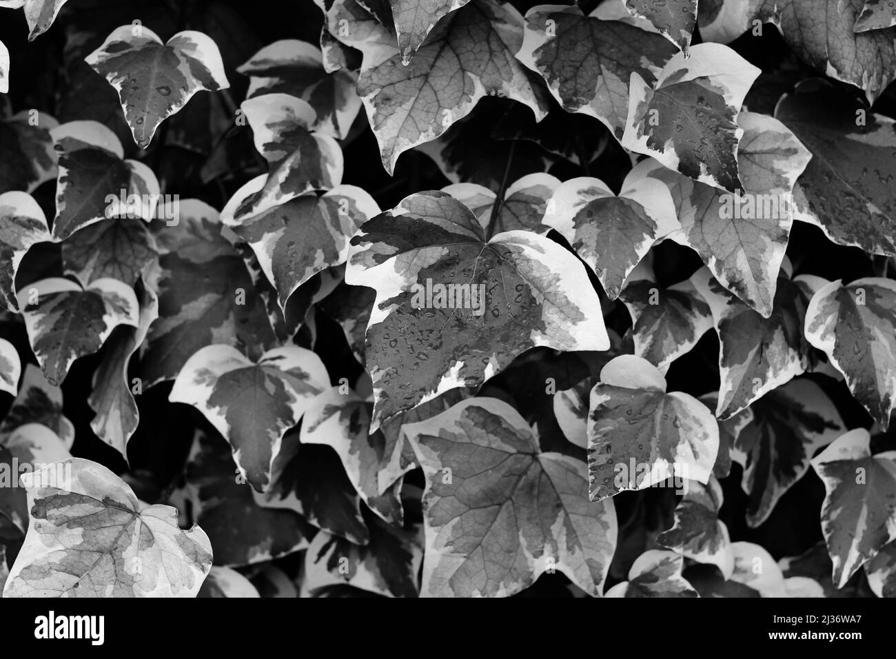 Beautiful leafy plants growing in the picturesque garden in black and white grayscale. Stock Photo