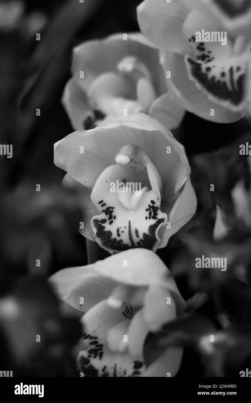 Beautiful spring flowers growing in the sunny garden in black and white ...