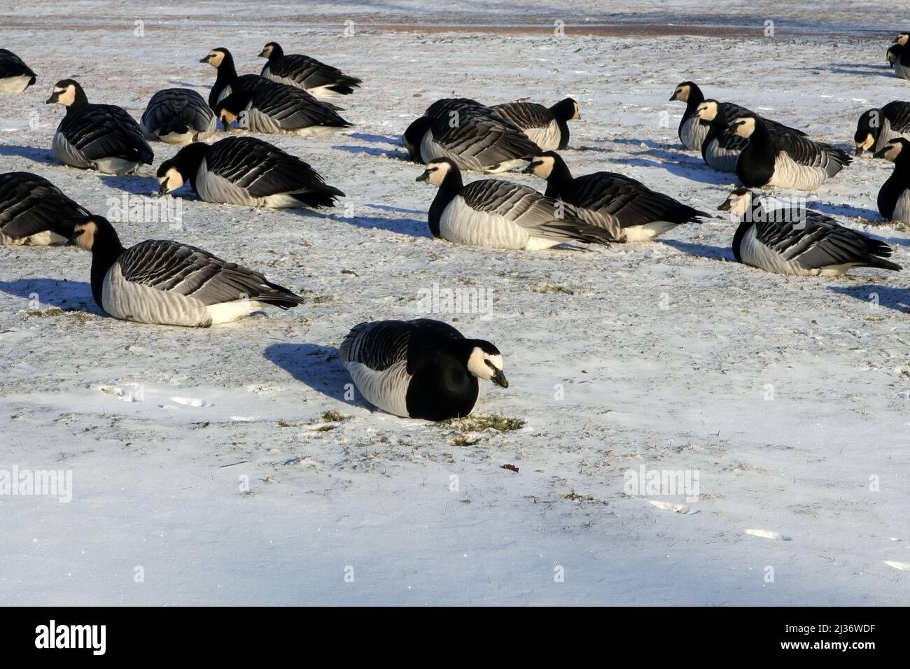 Helsinki, Finland. April 6, 2022. Migratory Barnacle geese, branta leucopsis, foraging in snowy grass in the park in Helsinki, Finland in April 2022 as winter returned with snowfall to the entire country. The birds are sitting in snow to keep warm. Stock Photo