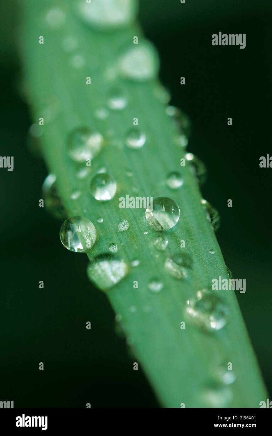 Droplets on iris leaf. Stock Photo