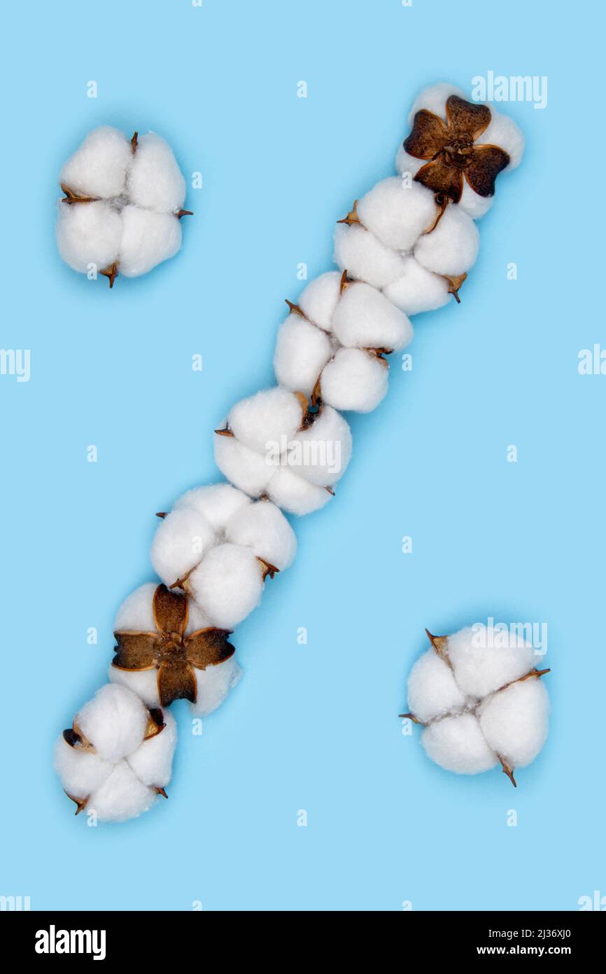 Percent sign made of cotton flowers and isolated on solid blue