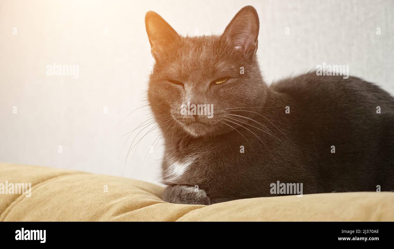 Domestic grey fluffy cat sitting on sofa in room Stock Photo - Alamy
