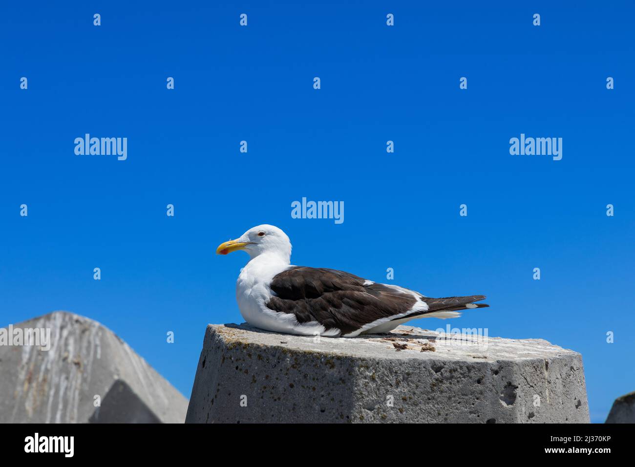 Seagull resting on a concrete breakwater block. Stock Photo