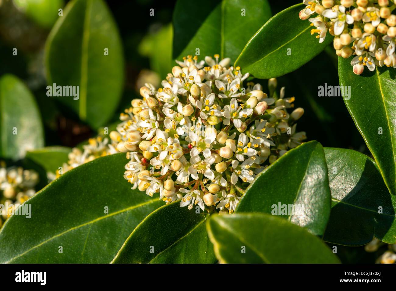 Skimmia japonica 'Fragrans' a spring flowering shrub plant with a white springtime flower, stock photo image Stock Photo