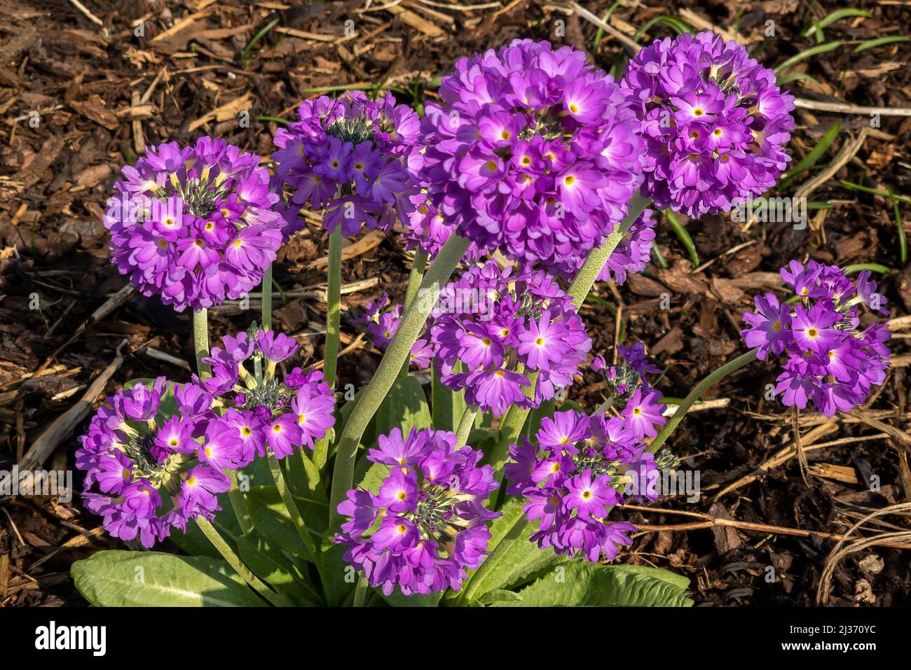 Primula denticulata a spring flowering plant with a purple springtime flower commonly known as  primrose, stock photo image Stock Photo