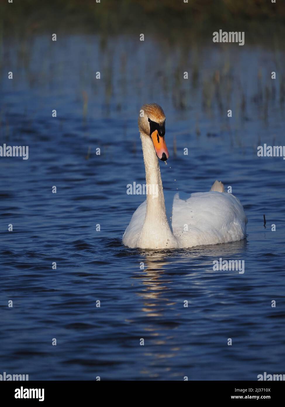 In spring the dominant male mute swan will become increasingly aggressive seeing all others off its territory actively searching for intruders. Stock Photo