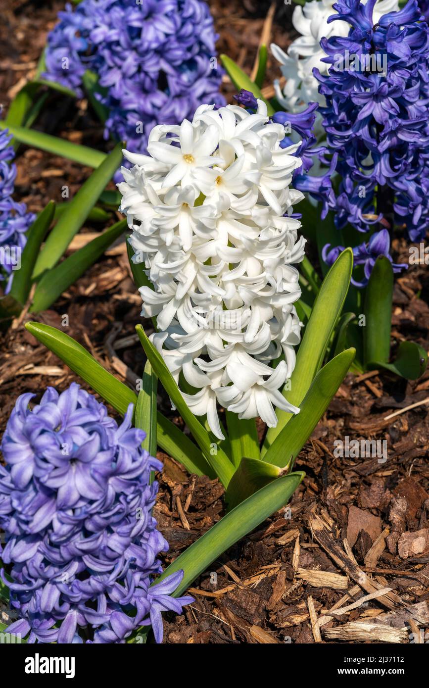 Hyacinth 'Ocean Waves Mix' (Hyacinthus) a spring flowering bulbous plant with a blue or white springtime flower, stock photo image Stock Photo