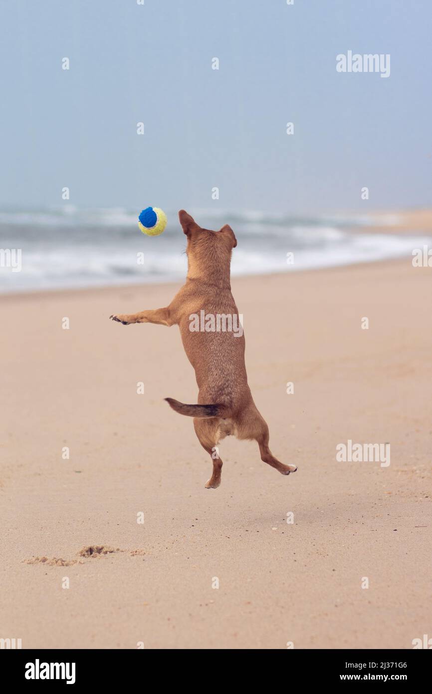 Back view of a brown playful dog at the beach jumping to catch a ball in the air with the ocean blurred in the background. Vertical composition Stock Photo