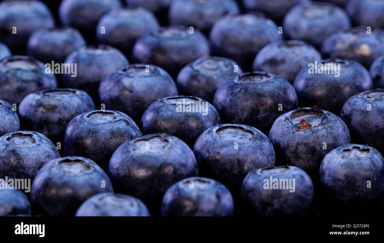 Blueberries on a black background. Fresh, firm and tasty berries. Raw vegan summer snacks, forest berries. Stock Photo