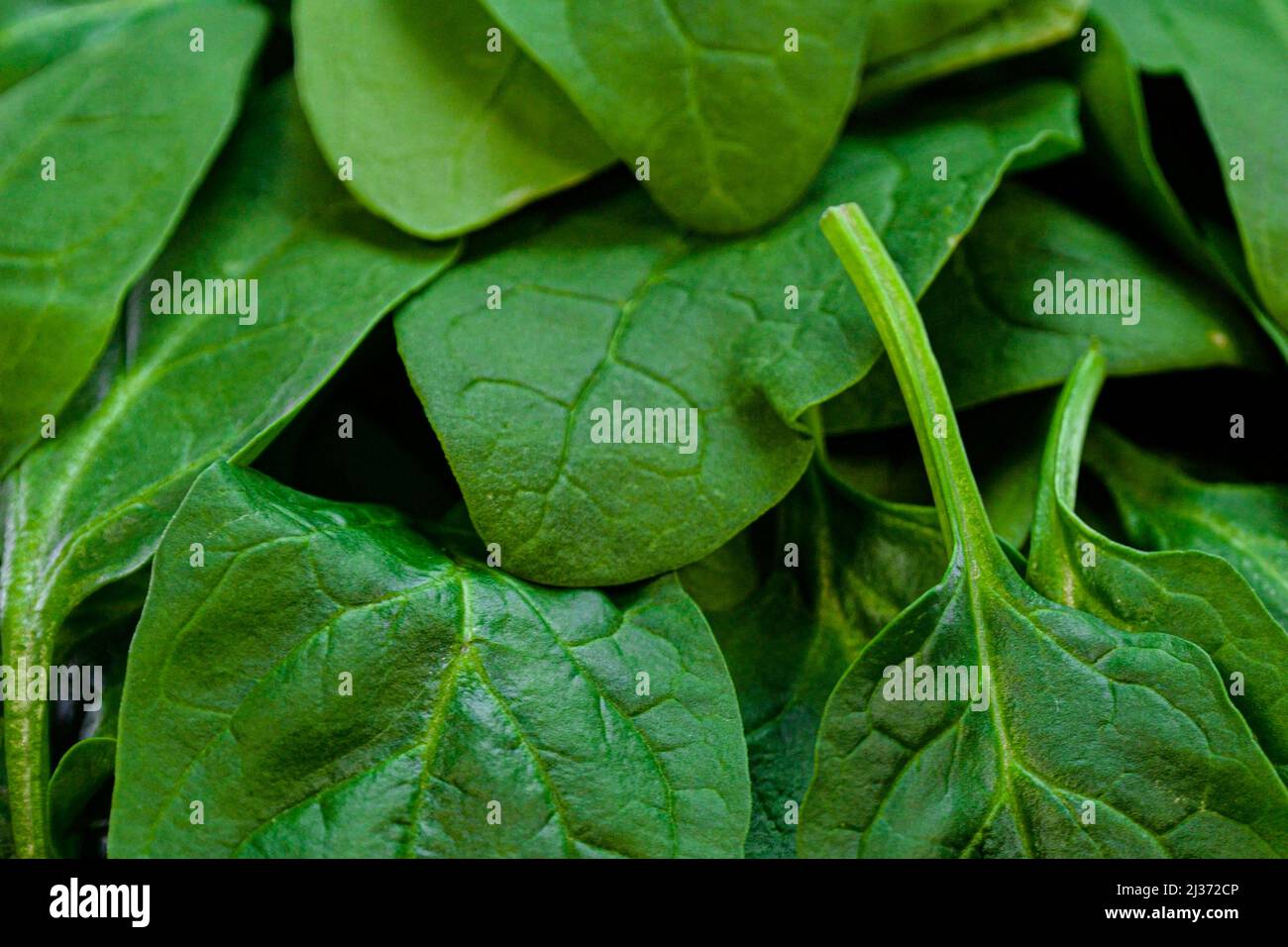 Fresh spinach leaves. Heap of vibrant green baby spinach leaves