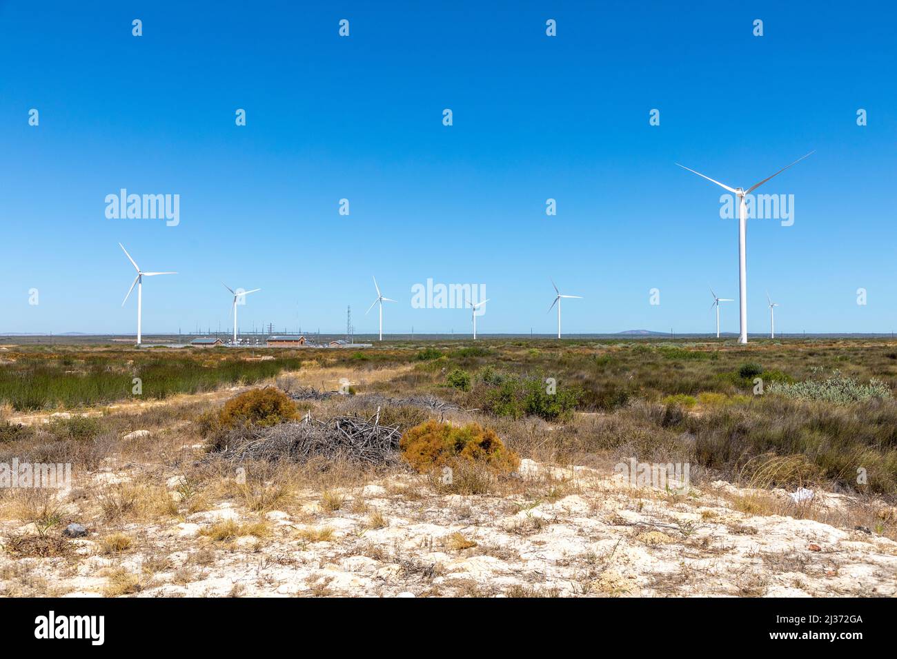 Selective focus on a semi arid desert area, in the background is wind turbines and a clear blue sky. Stock Photo