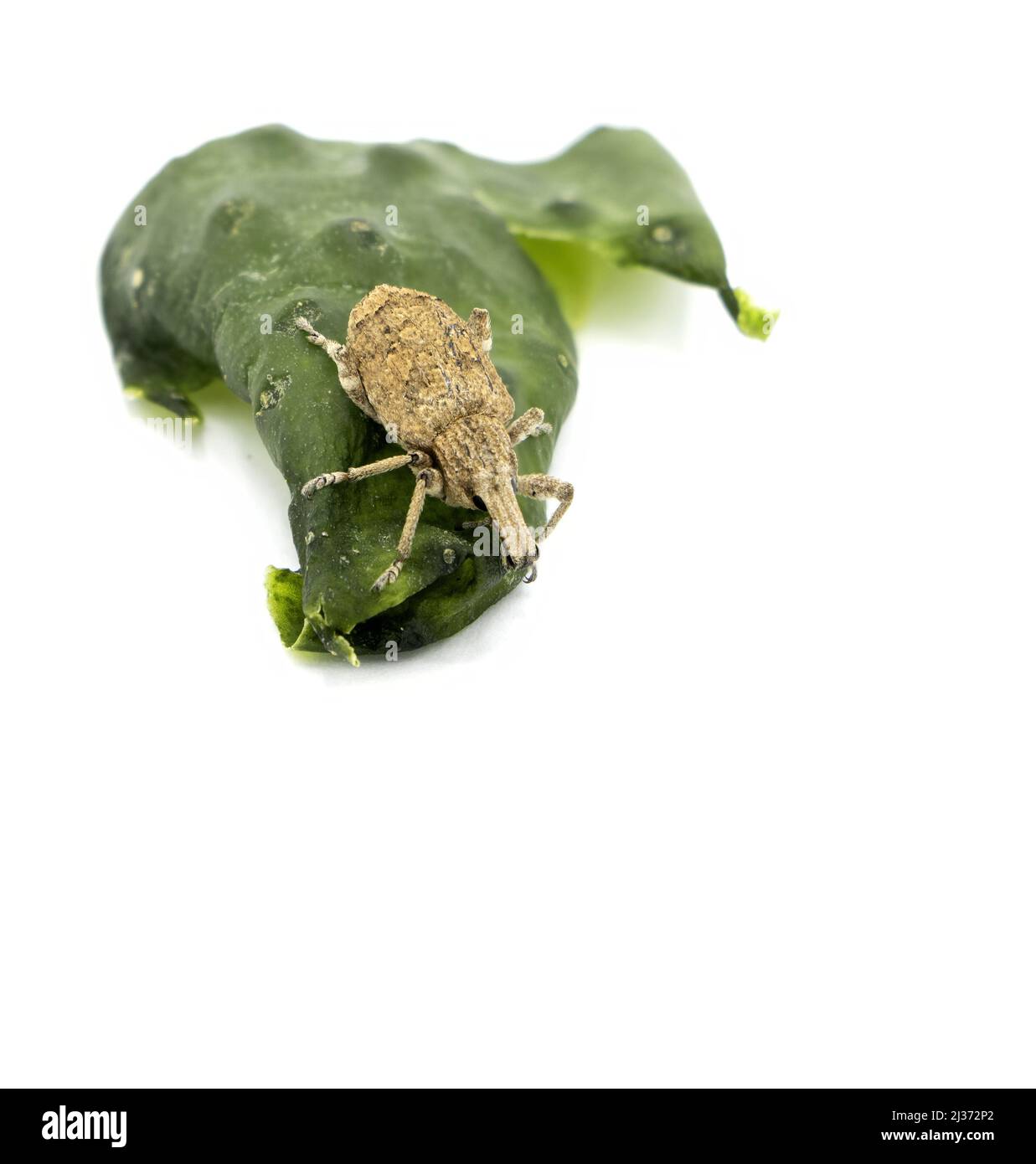 view of Gonipterus scutellatus weevil, isolated on white background and