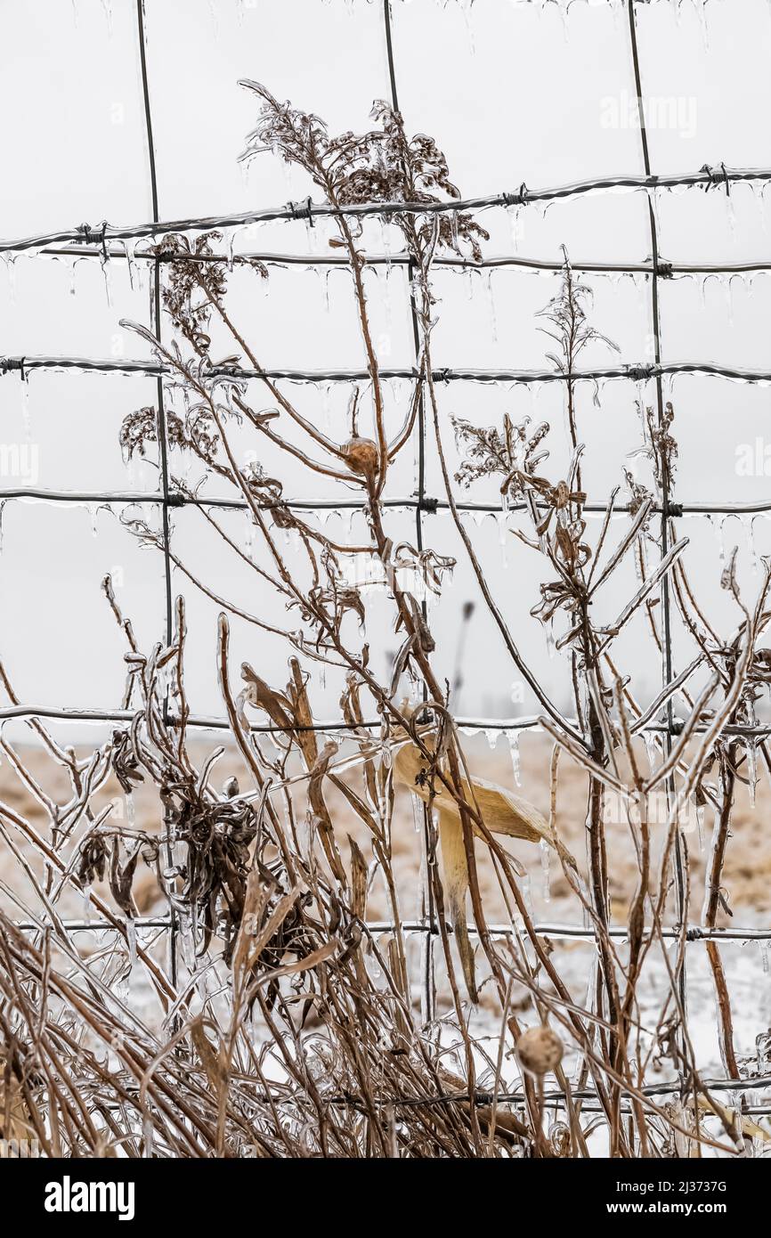 Roadside plant and barbed wire dripping icicles after a freezing rain in Michigan, USA Stock Photo