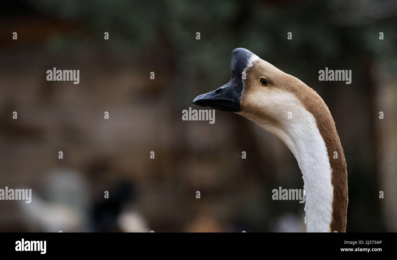 Close up portrait of a black horn billed geese. Stock Photo