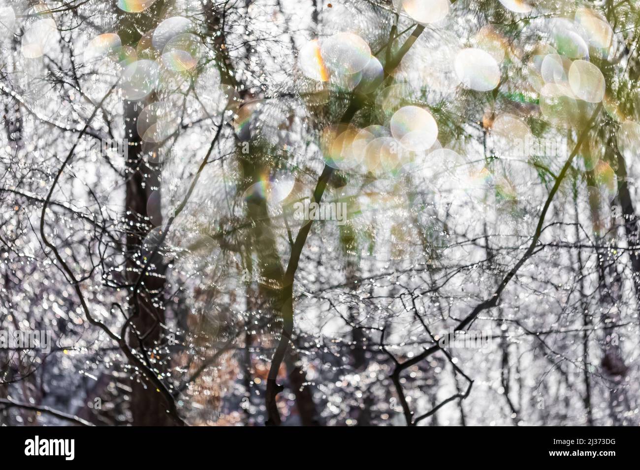 Freezing rain tree usa hi-res stock photography and images - Alamy